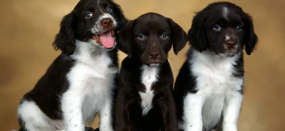 Sognare cuccioli di cane significato simbolo onirico psicologico