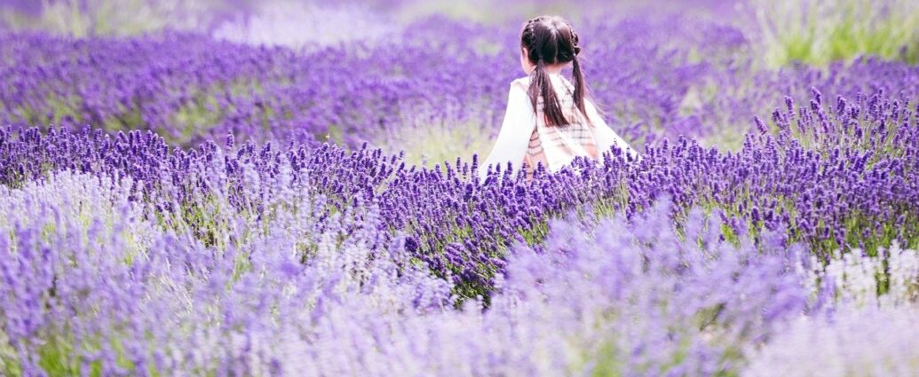 Campo di lavanda in Provenza