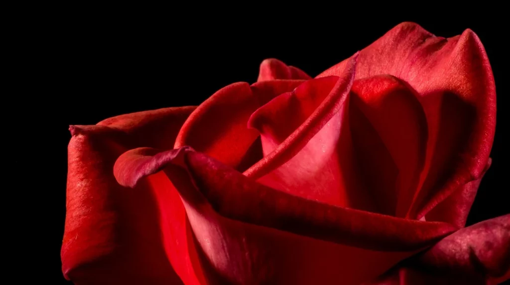 Primo piano di rosa rossa su sfondo nero