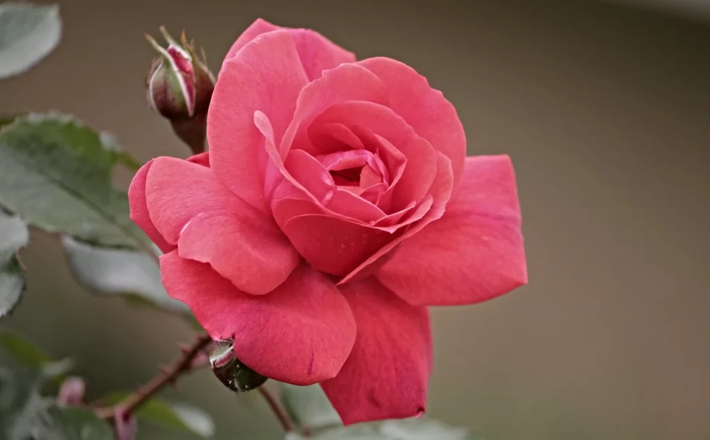 Rosa rosso chiaro bellissima