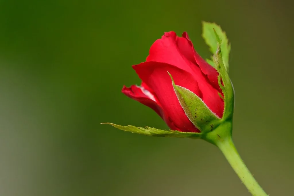 Bocciolo di rosa rossa su sfondo verde