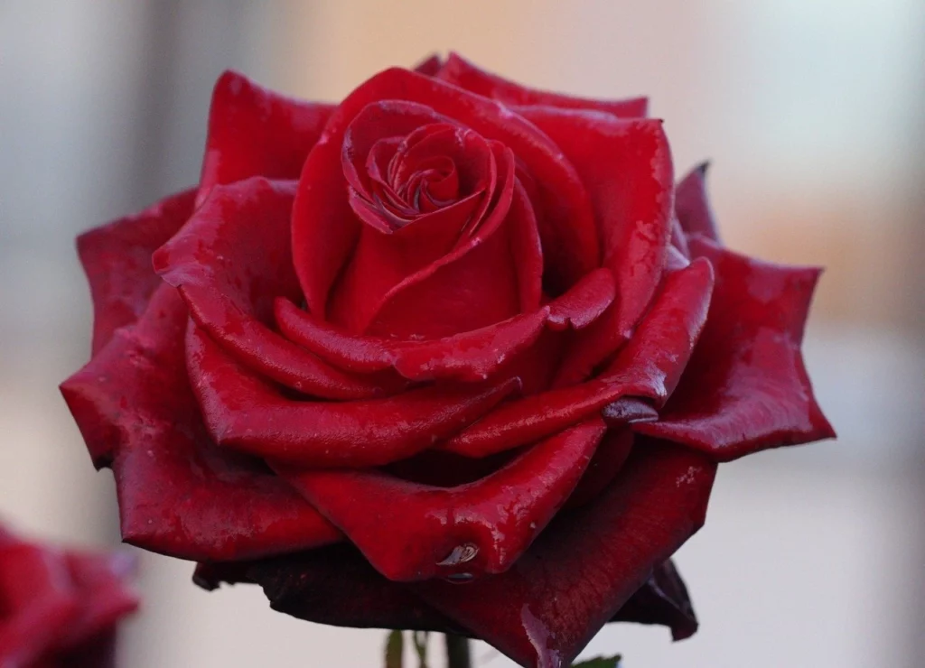 Rosa rossa con petali lucidi