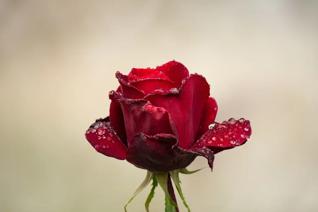 Rosa rossa con gocce di brina