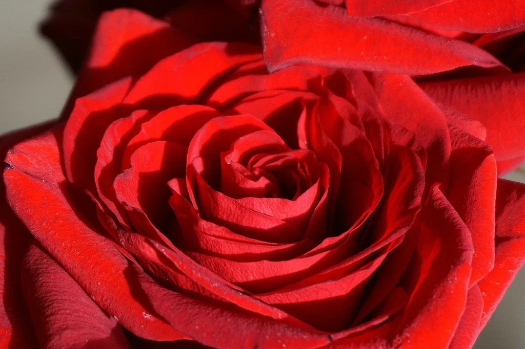 Rosa rossa petali in primo piano