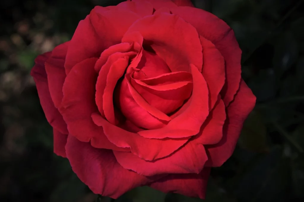 Bellissima rosa rossa