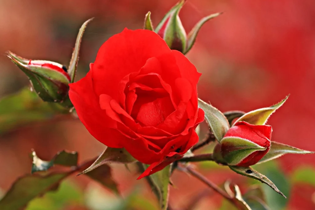Rose rosse con sfondo rosso