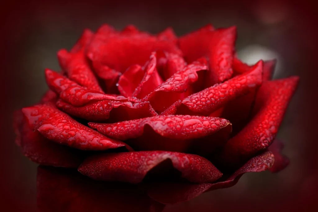 Primo piano di rosa rossa con petali bagnati