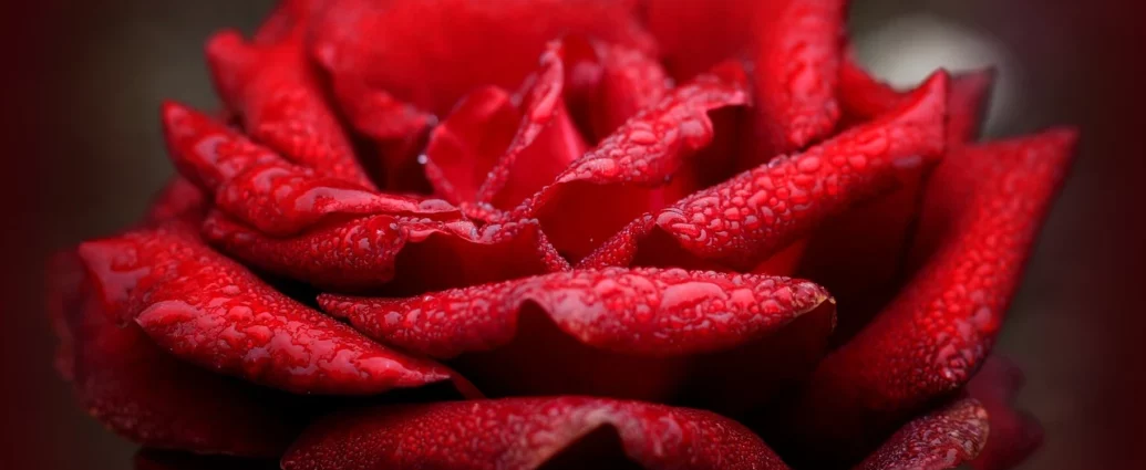 Rosa rossa immagini bellissime e significato