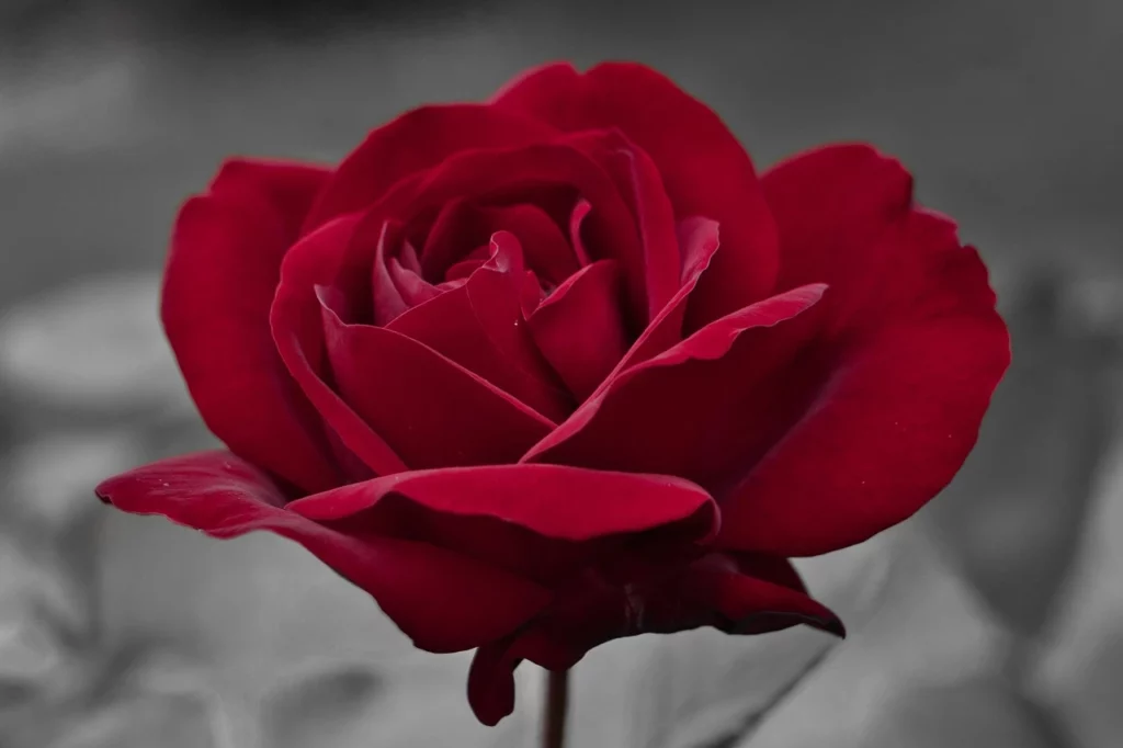 Rosa rossa con petali vellutati