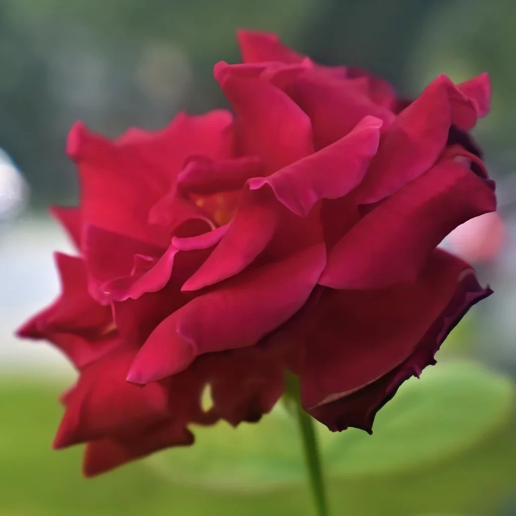 Rosa rossa sbocciata