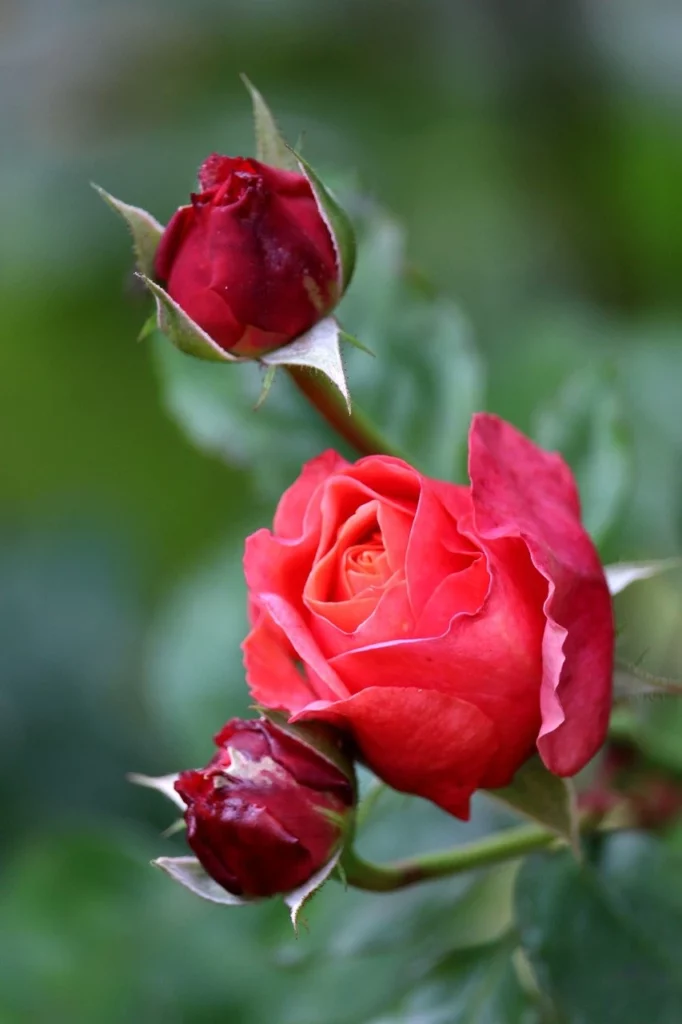 Rosa rossa chiara con boccioli