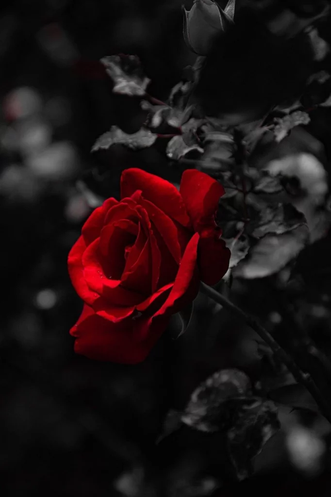 Rosa rossa su sfondo scuro