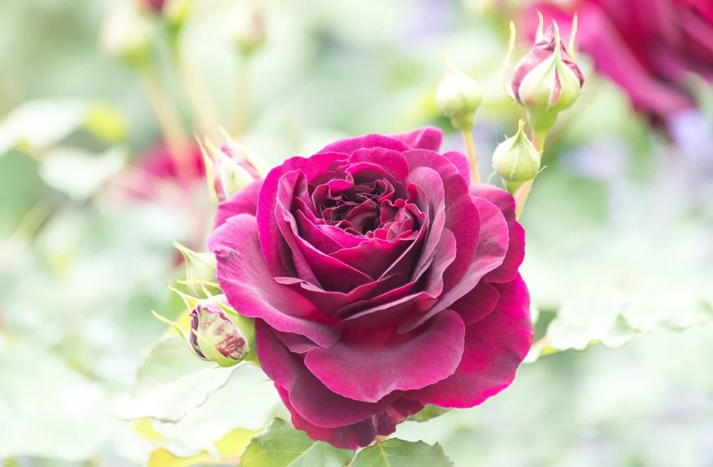 Rosa rosso viola