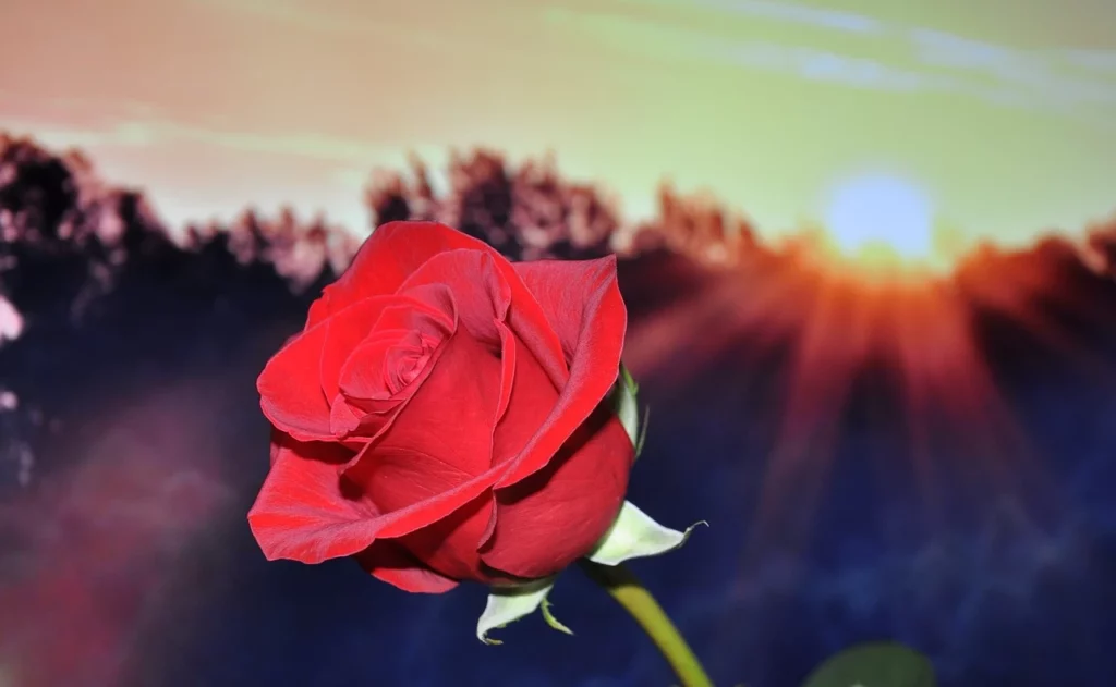 Rosa rossa al tramonto