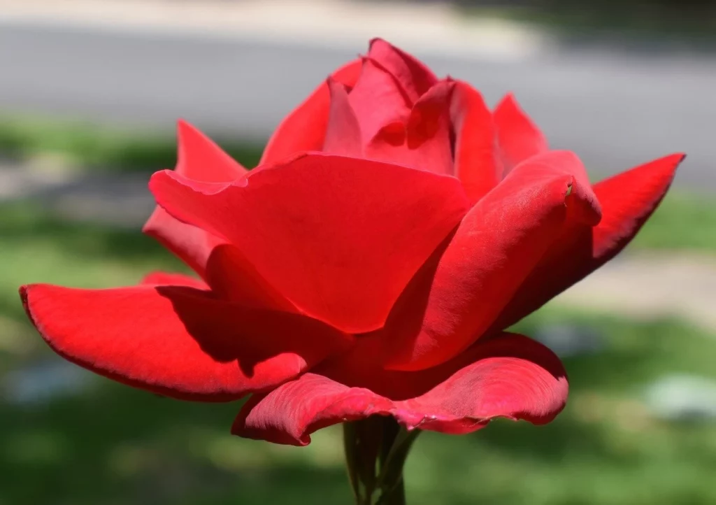 Rosa rossa fiorita