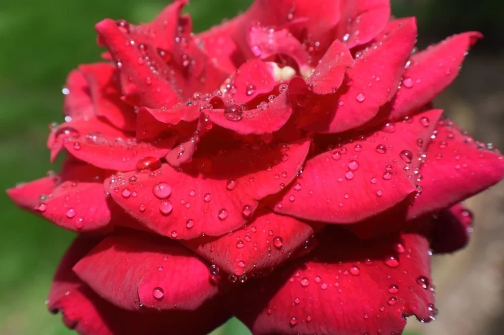 Rosa rossa sbocciata con gocce sui petali
