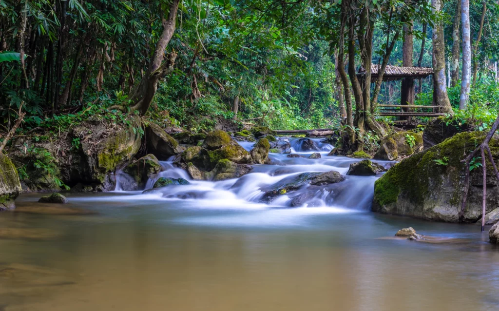 Cascata foresta